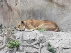 -北京野生动物园