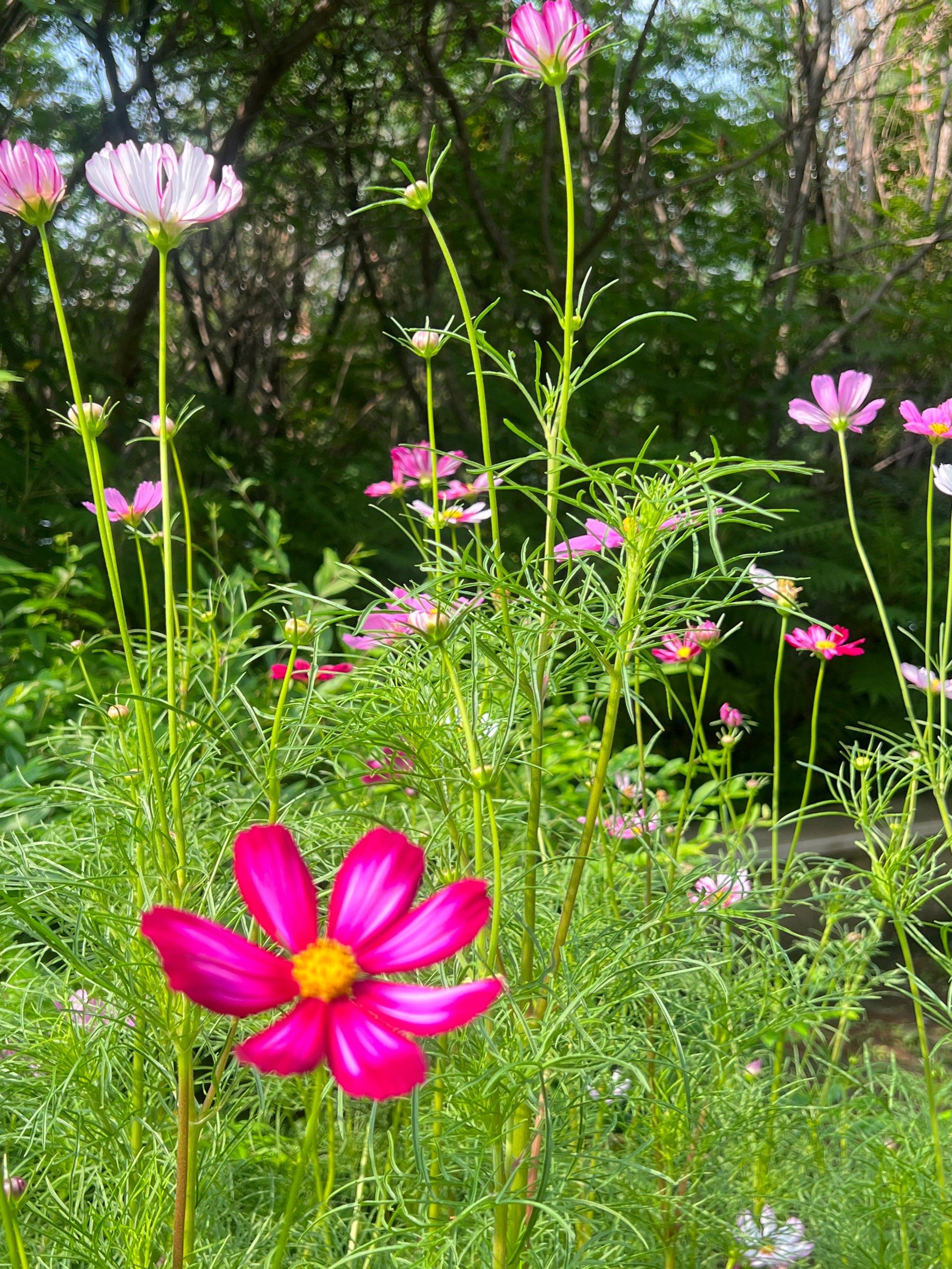 百花争艳的小世界