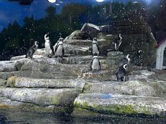 -上海海昌海洋公园