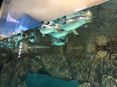 -成都浩海立方海洋公园