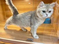 -猫十亿·布偶金渐层·曼基康矮脚猫舍(青年路店)