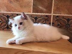 -Bastet sally猫舍购宠(静安店)