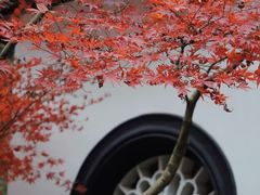 -宋宴(虎跑店)