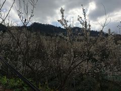 -樱桃山旅游景区