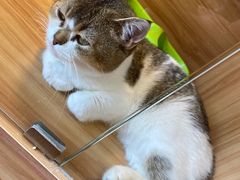 -猫十亿·布偶金渐层·曼基康矮脚猫舍(青年路店)