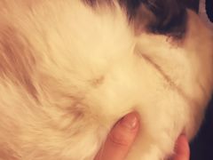 -猫色咖啡·猫咖
