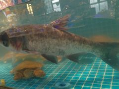 -鸽子侯·家宴·平价海鲜(市图书馆店)