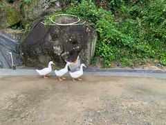 -紫鹊界梯田景区