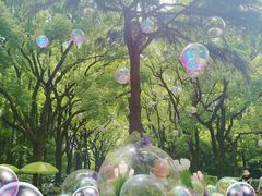 -上海共青森林公园