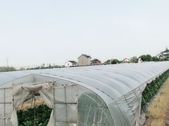 -小鱼草莓采摘园农家乐·小鱼餐厅