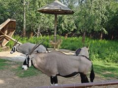 -大连森林动物园