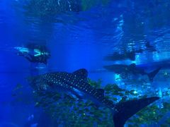 -成都浩海立方海洋公园