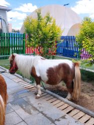 -萌宠亲子动物乐园(槐房万达店)