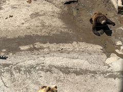 -哈尔滨北方森林动物园