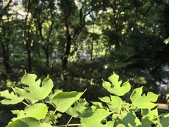 -重庆平顶山公园