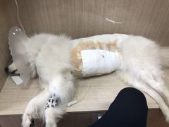 -北京观赏动物医院·24小时大型综合·猫专科·异宠专科