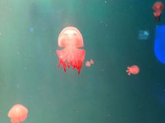 -多彩贵州城极地海洋世界