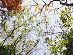 -上海佘山国家森林公园天马山园