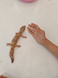 -Moni星球萌宠·小马宝莉·灵蛇·高端高阶全萌宠互动体验俱乐部(红豆国际广场店)