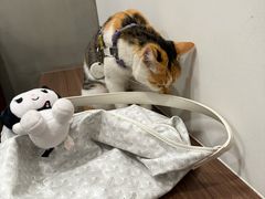 -Again Coffee Roaster(香蜜湖店)