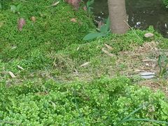 -成都市活水公园