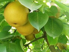 -武汉世外桃源农庄