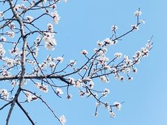 -康陵正德春饼宴26号