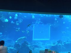 -海棠湾洲际-涛·海底餐厅·美人鱼·自助餐·海底隧道