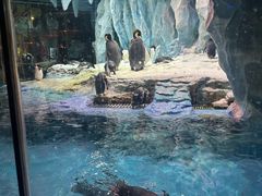 -帝企鹅自助餐厅•儿童岛•真企鹅(长隆企鹅酒店)