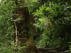 -天目山大树王景区