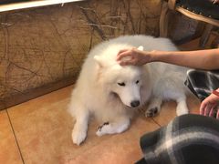 -more than meow吴止猫主题餐厅(承德 中船汇店)