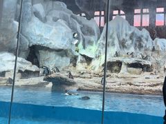 -帝企鹅自助餐厅•儿童岛•真企鹅(长隆企鹅酒店)