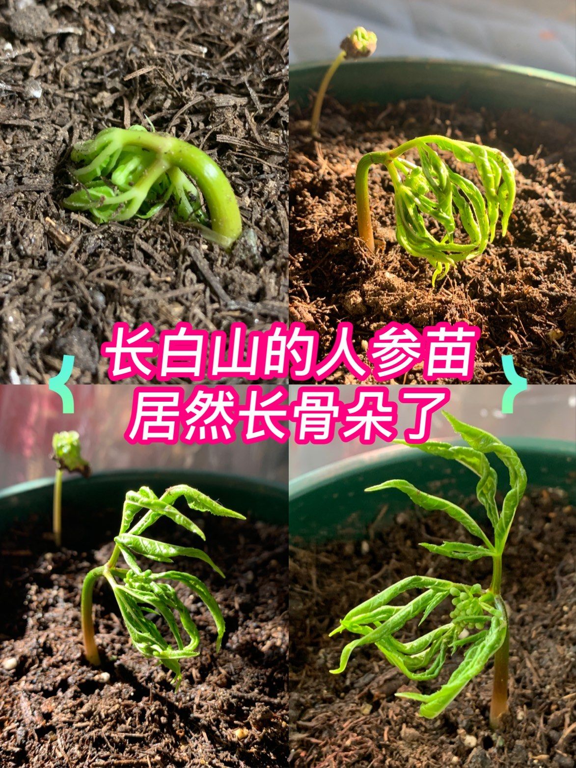 左滑 长白山的人参苗长骨朵啦