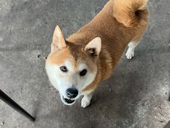 -柴犬高等学院·狗咖·柴犬售卖·宠物训练