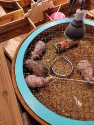 -酷嗒动物文化乐园(cutezoo西溪乐天城店)