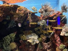 -上海海洋水族馆