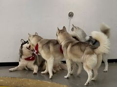 -Husky Go! 哈士奇体验馆·宠物咖啡厅狗咖