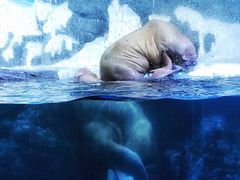 -大连老虎滩海洋公园