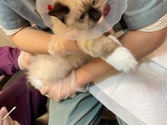 -宠爱国际动物医院·消化内科·心肾内科·ISFM猫友好(望京店)