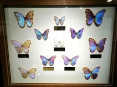 -上海昆虫博物馆