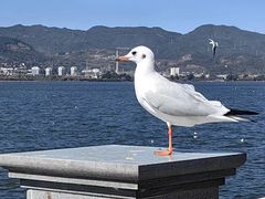 -海埂大坝