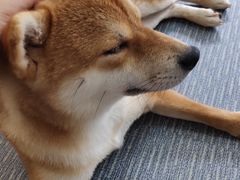 -柴源莊·柴小宠柴犬咖啡
