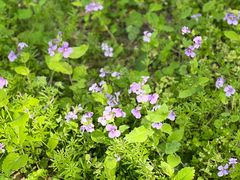 -幕燕滨江·长江观音景区