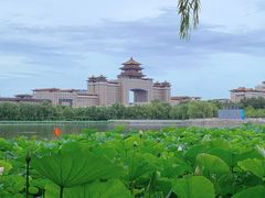 -莲花池公园