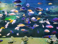 -沙沙哗啦海洋馆(华宇百花谷店)