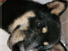 -柴务处·柴犬主题狗咖