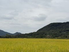 -艾米稻香小镇