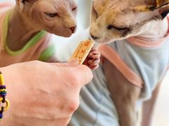 -藏猫猫咖啡主题馆(中央大道店)