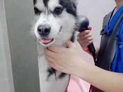 -宠福鑫康馨动物医院·骨科·眼科