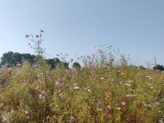 -西京湾花海